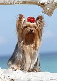 YORKSHIRE TERRIER 096